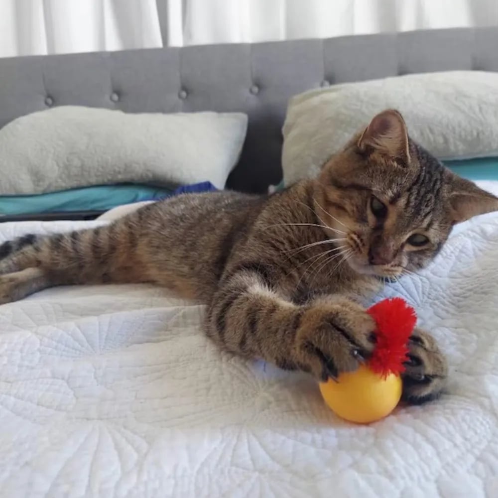 FurrMotion – Smart Rolling Cat Toy