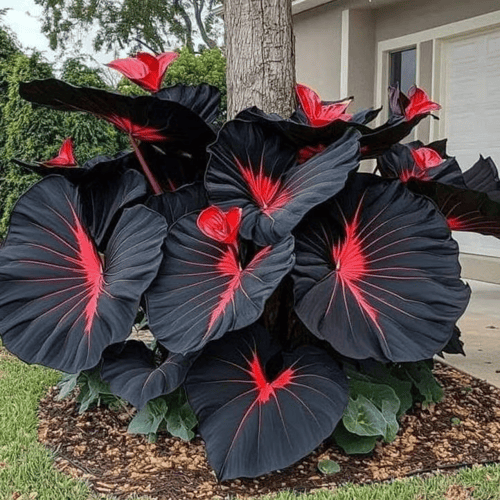 RoyalColeus – Super Giant Multicolor Leaf Seeds