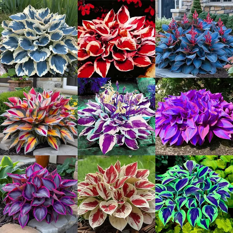ChicFoliage - Colorful Coleus Seeds for Garden Highlights