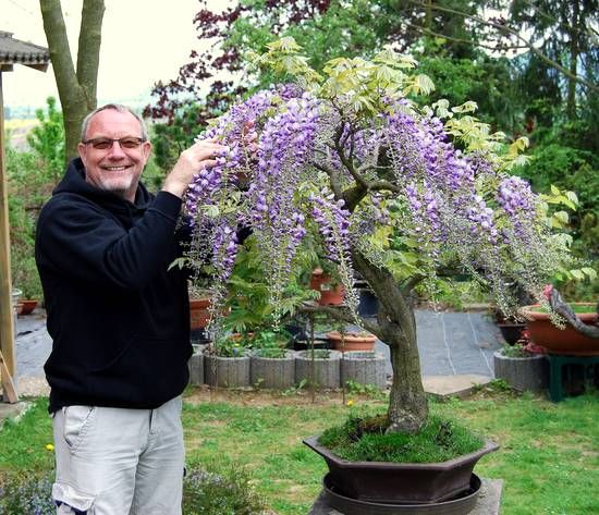 GraceVine – Wisteria’s Endless Floral Elegance