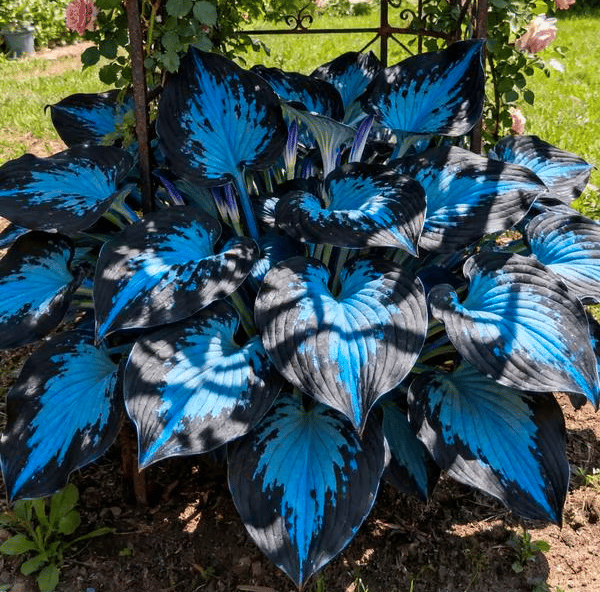 GardenGrace - Lush Hosta Seeds