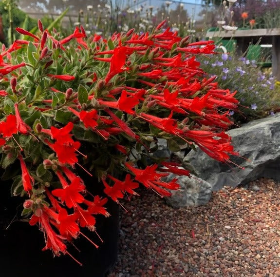 GardenGlow - Rainbow Bloom Hummingbird Carpet