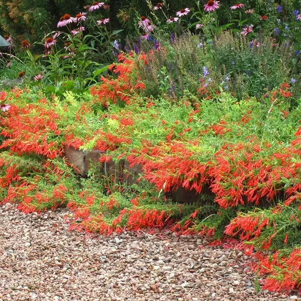GardenGlow - Rainbow Bloom Hummingbird Carpet