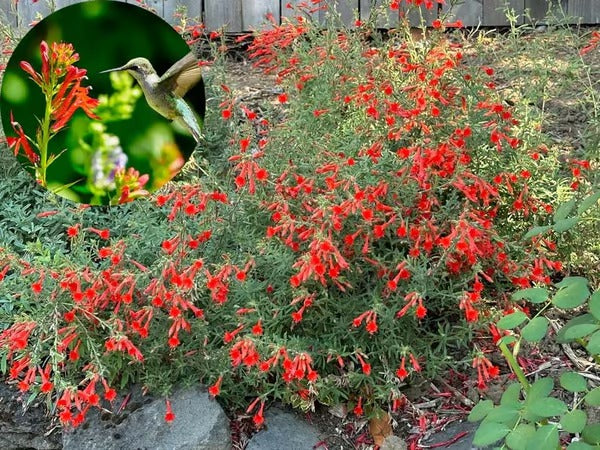 GardenGlow - Rainbow Bloom Hummingbird Carpet