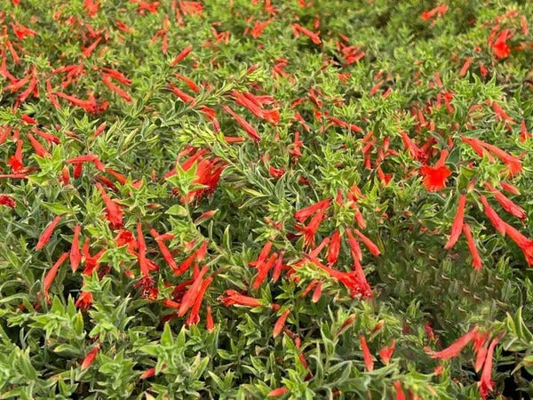 GardenGlow - Rainbow Bloom Hummingbird Carpet