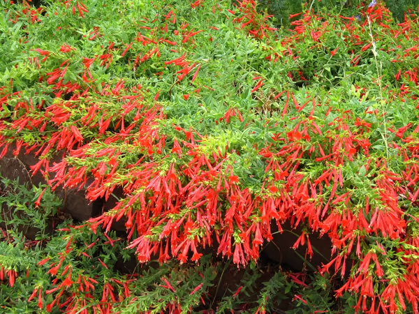 GardenGlow - Rainbow Bloom Hummingbird Carpet