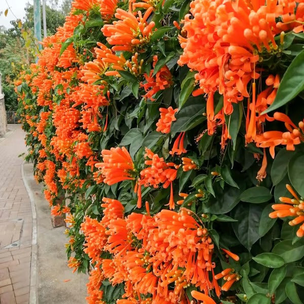 GardenGlow - Rainbow Bloom Hummingbird Carpet