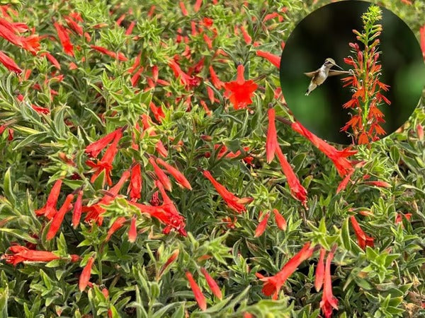 GardenGlow - Rainbow Bloom Hummingbird Carpet