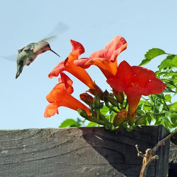 GardenGlow - Rainbow Bloom Hummingbird Carpet