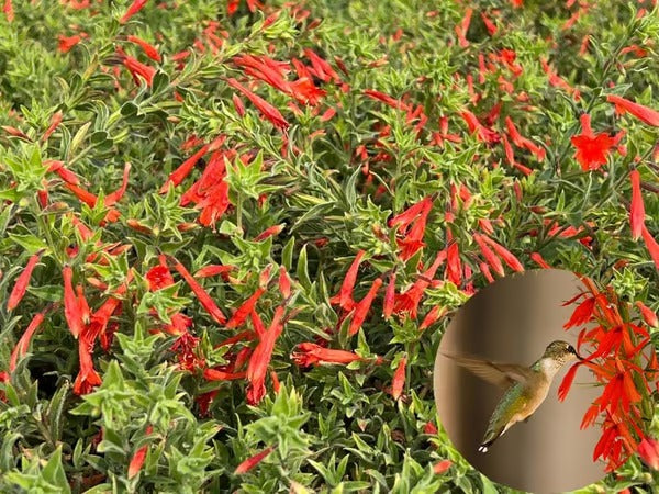 GardenGlow - Rainbow Bloom Hummingbird Carpet