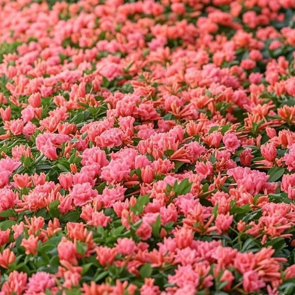 GardenGlow - Rainbow Bloom Hummingbird Carpet