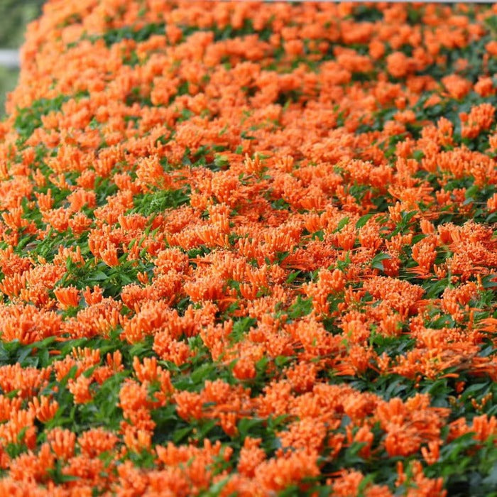 GardenGlow - Rainbow Bloom Hummingbird Carpet