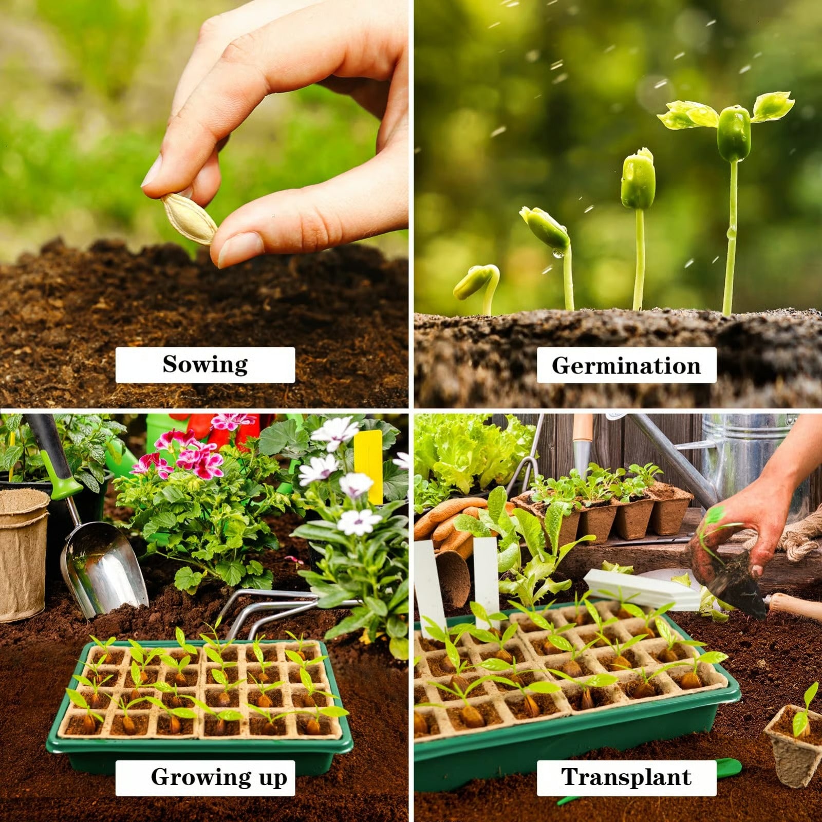 SproutDome – Adjustable Humidity Seed Starter Trays