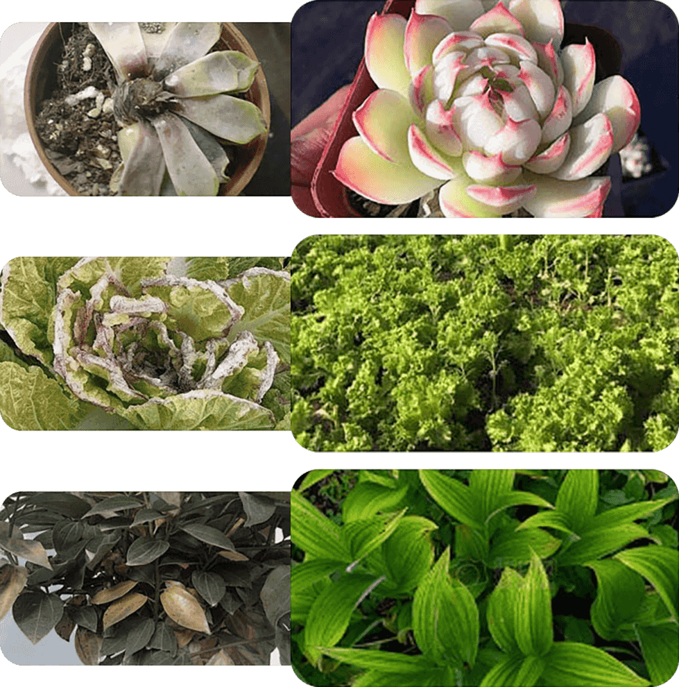 BloomBurst - Rapid Plant & Flower Activator