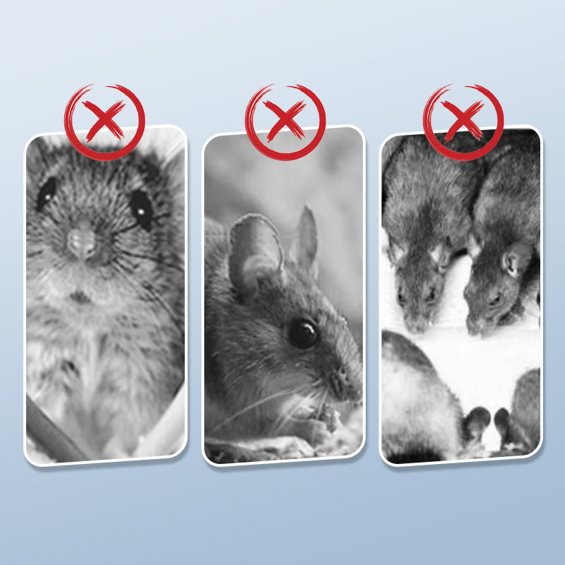 TrapMaster - Durable & Clean Rodent Eliminator