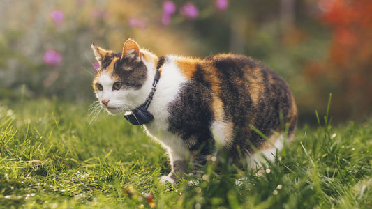 PurrTrack – Smart Cat Collar