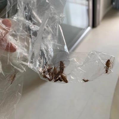 RoachShield - Roach Protection Strips